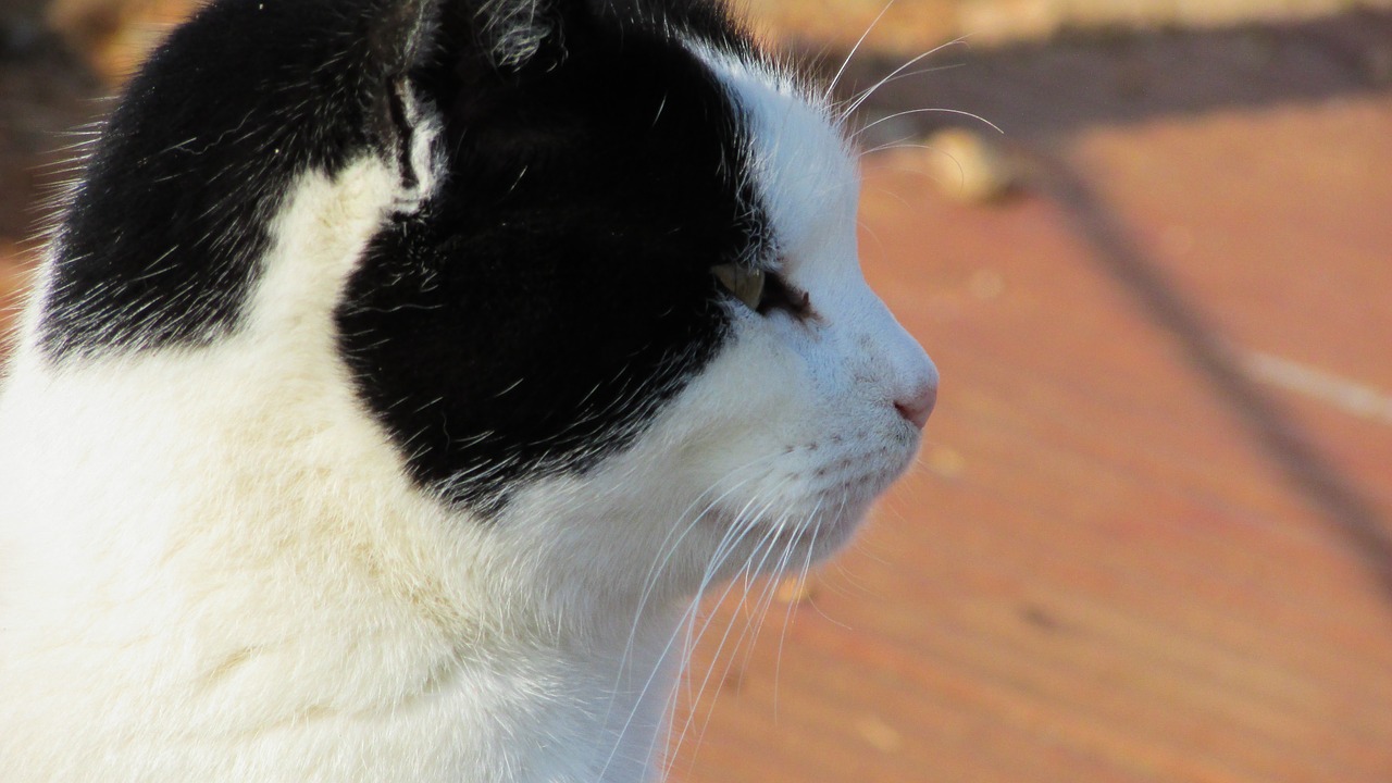 cyprus cat portrait free photo
