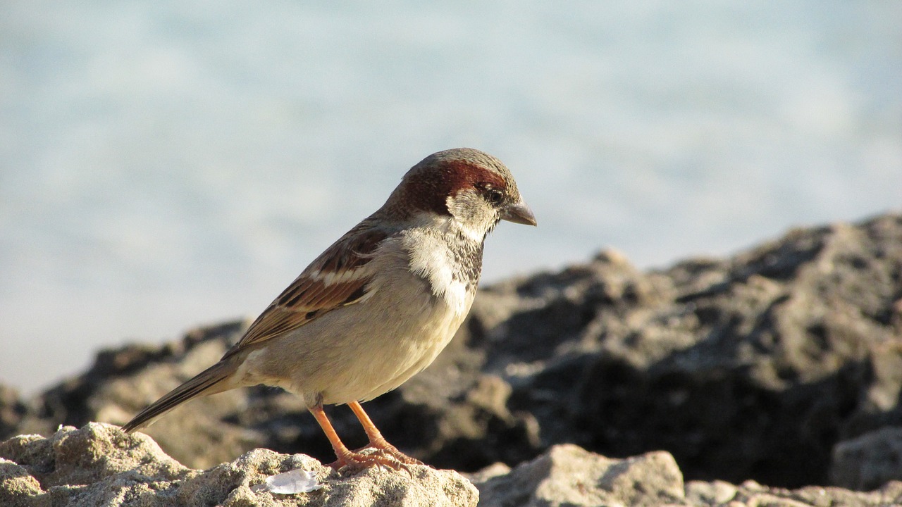 cyprus sparrow bird free photo