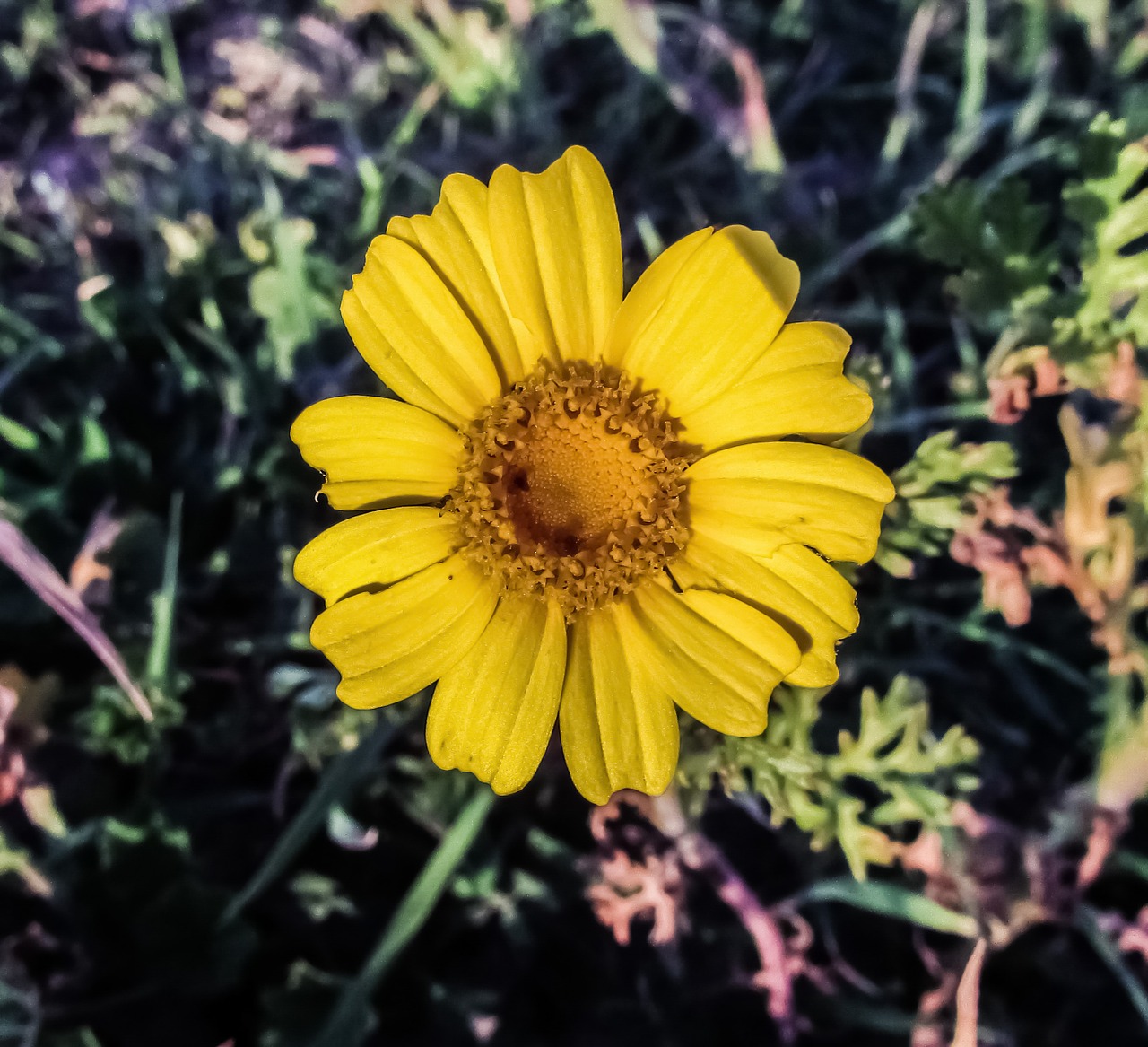 yellow flower arnica plant free photo