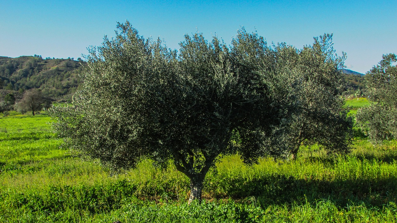 cyprus olive tree agricultural free photo