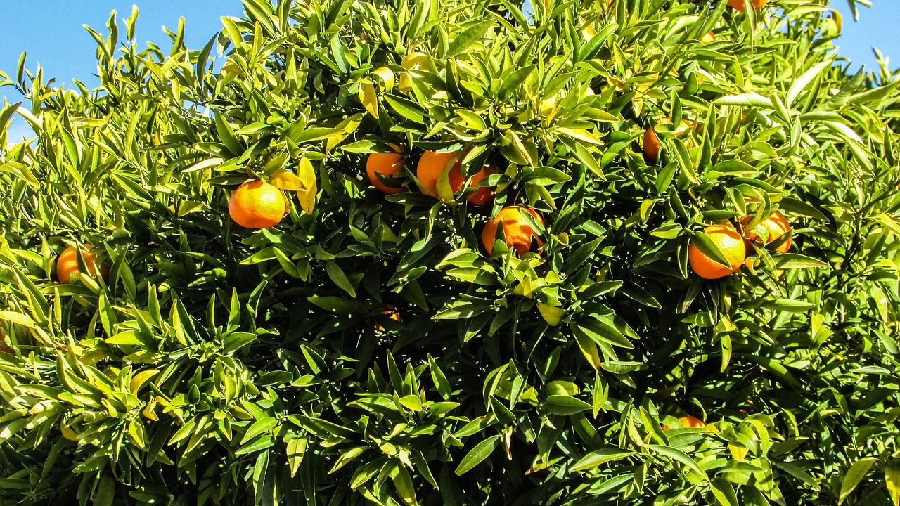 cyprus mosfiloti orange tree free photo