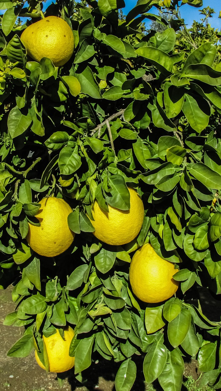 cyprus mosfiloti grapefruit free photo