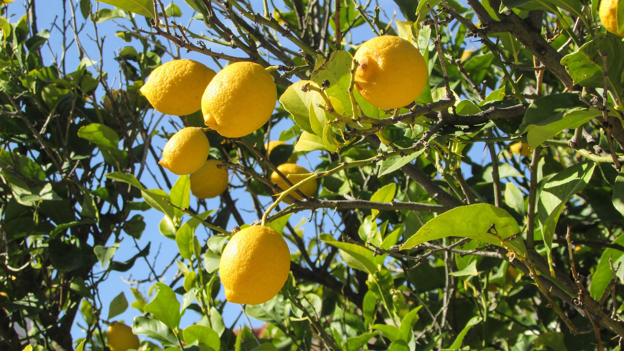 cyprus lemon tree lemon free photo