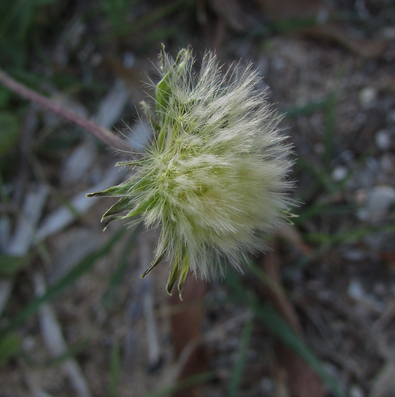 plant wild nature hairy flower free photo