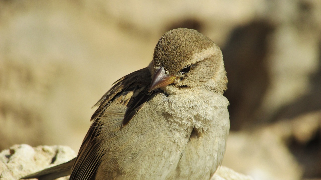 sparrow cyprus ayia napa free photo