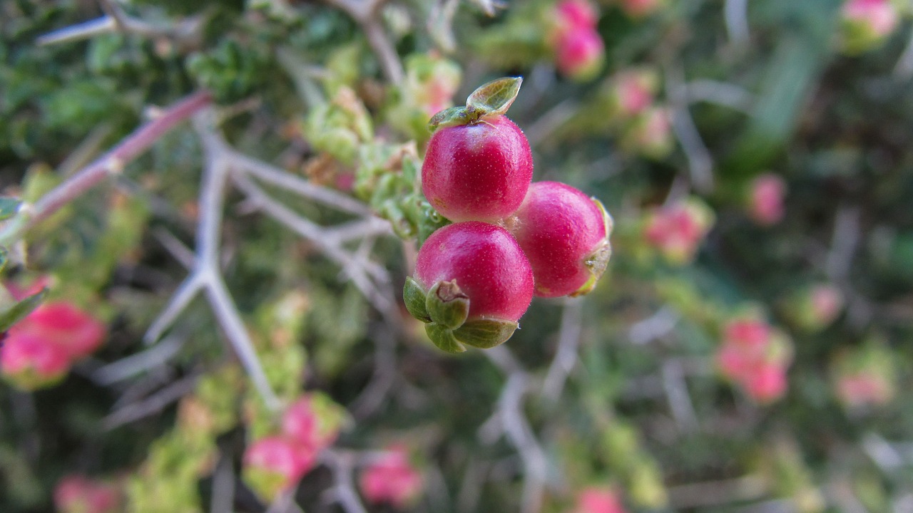 cyprus cavo greko national park free photo