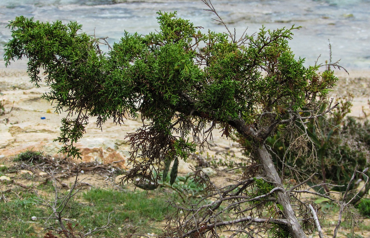 cyprus ayia napa juniperus free photo