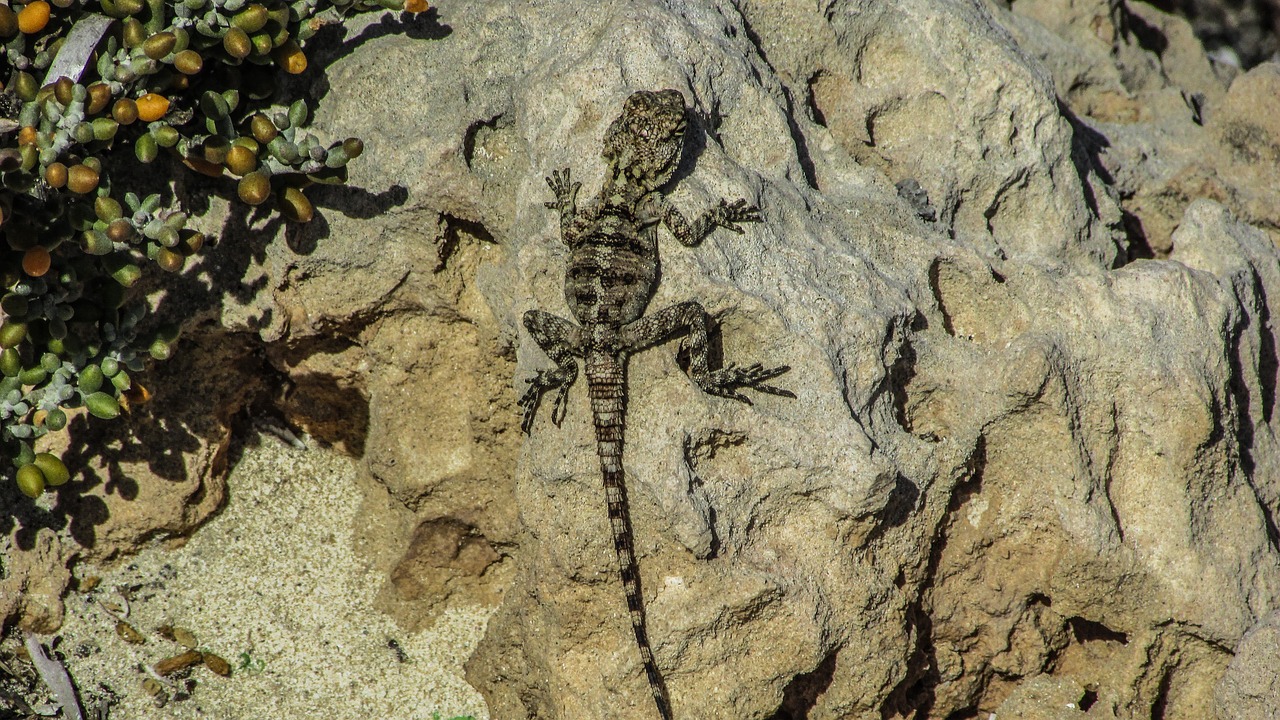 cyprus lizard kurkutas free photo