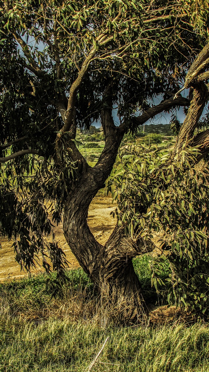 cyprus cavo greko national park free photo