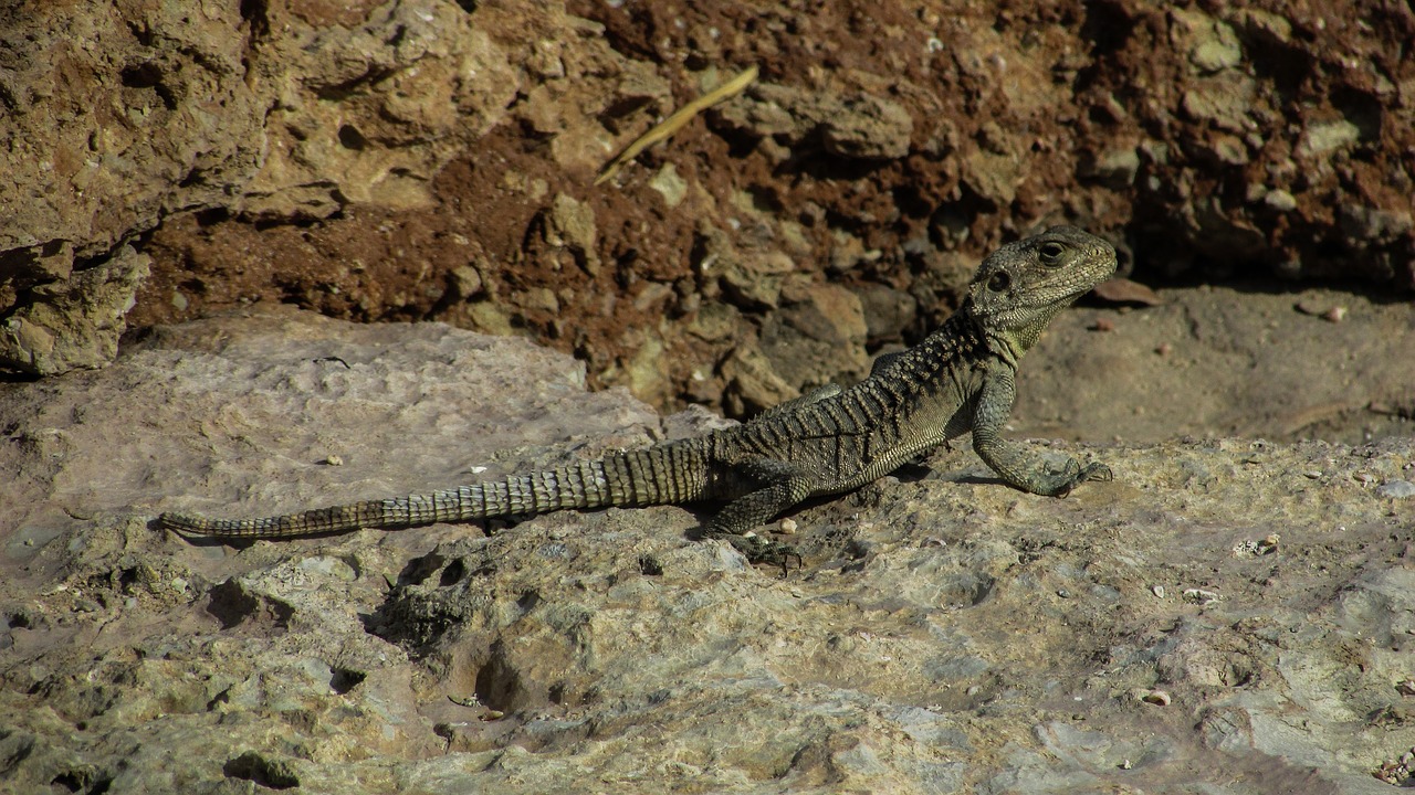 cyprus lizard kurkutas free photo