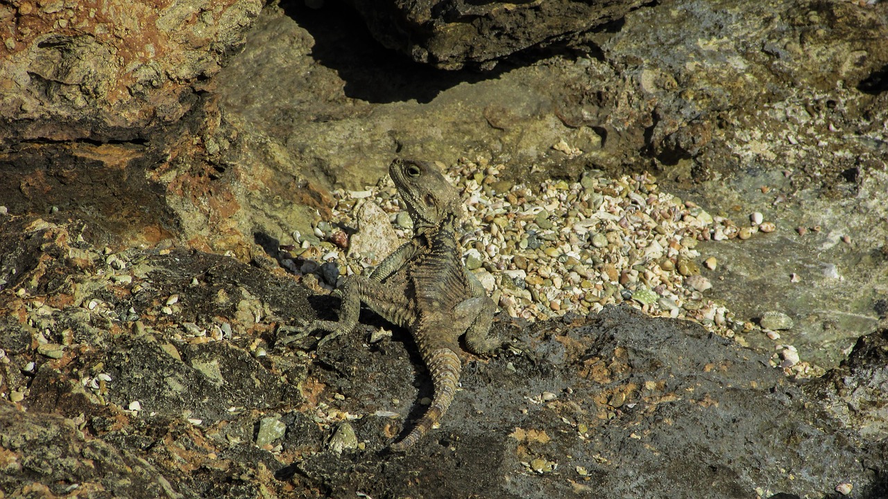 cyprus lizard kurkutas free photo