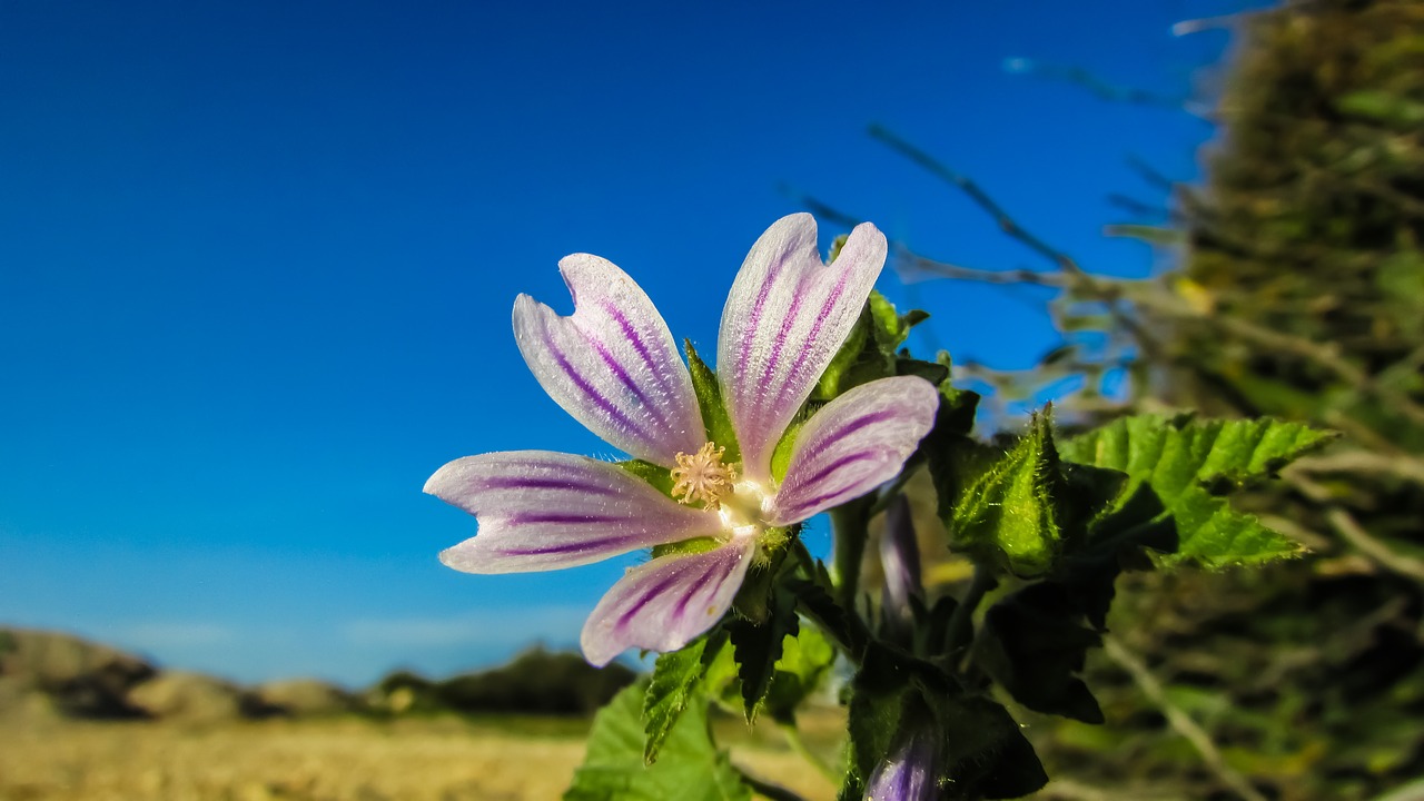 cyprus ayia napa flower free photo