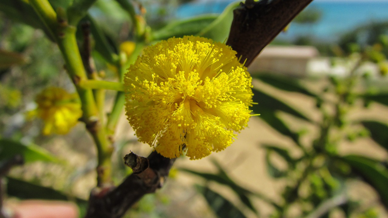 cyprus ayia napa tree free photo