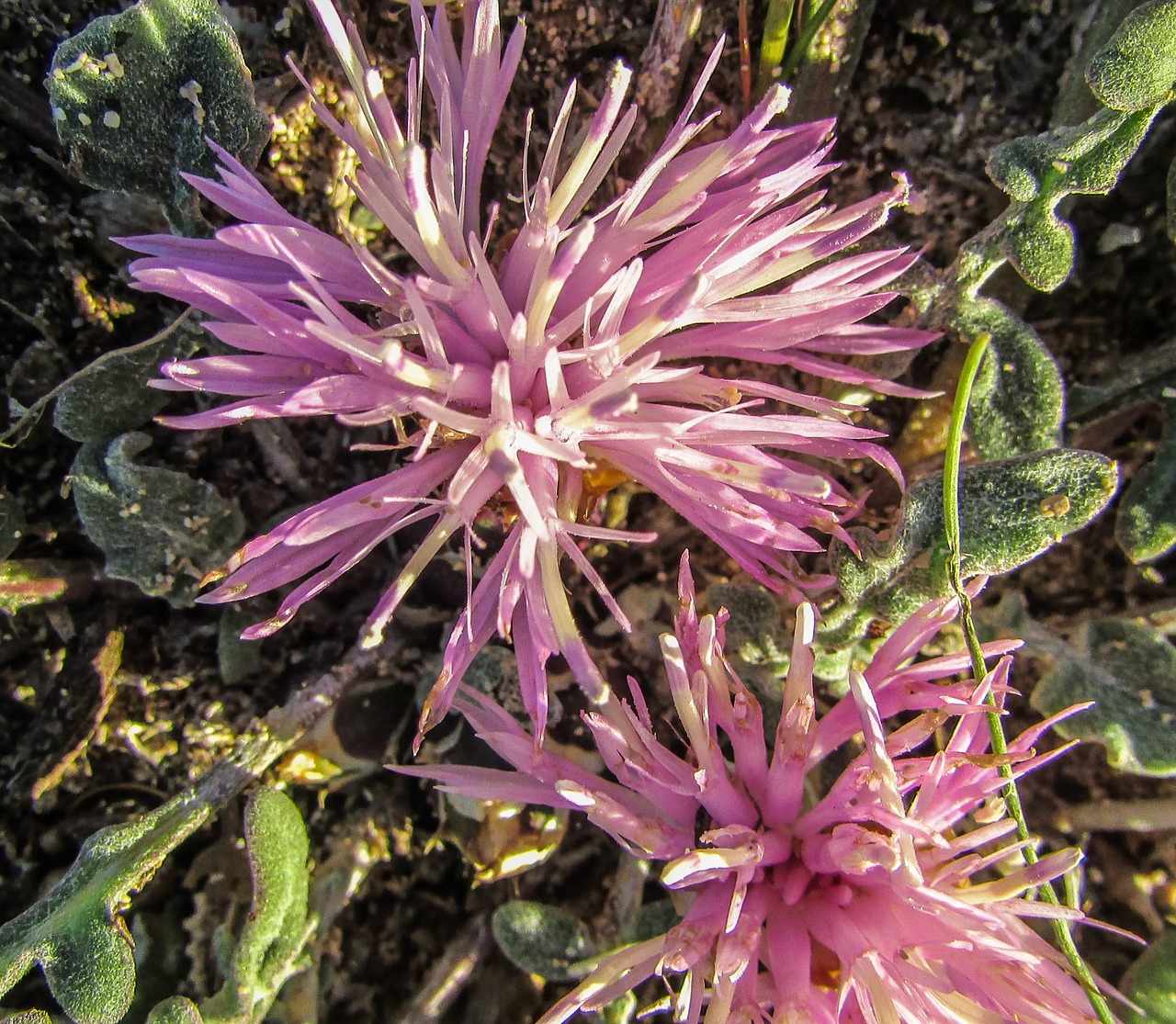 cyprus ayia napa flower free photo