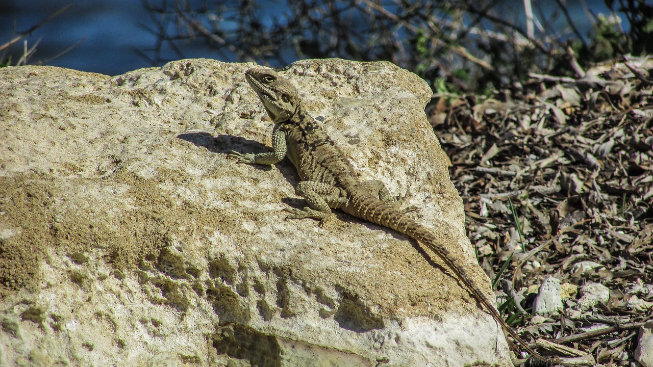 cyprus lizard kurkutas free photo