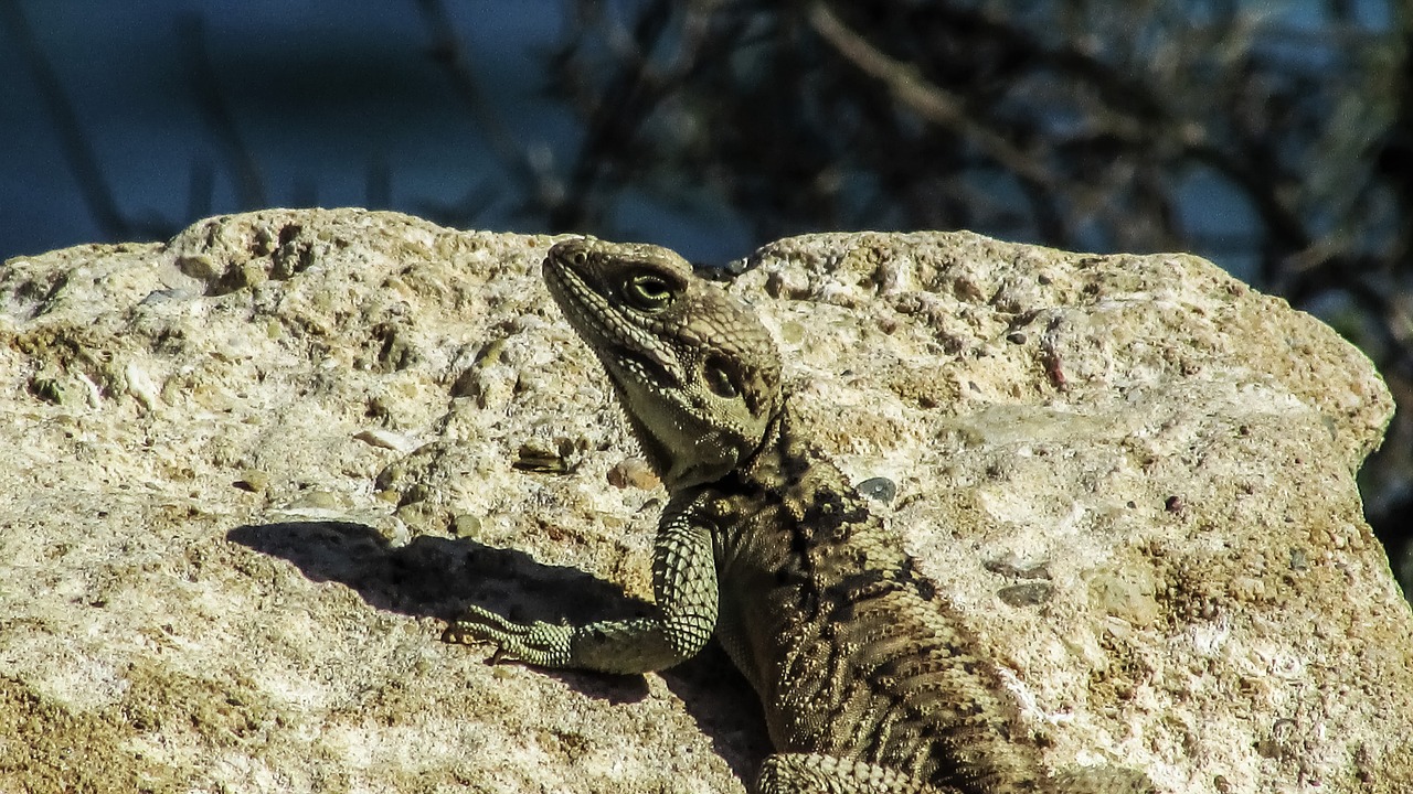 cyprus lizard kurkutas free photo