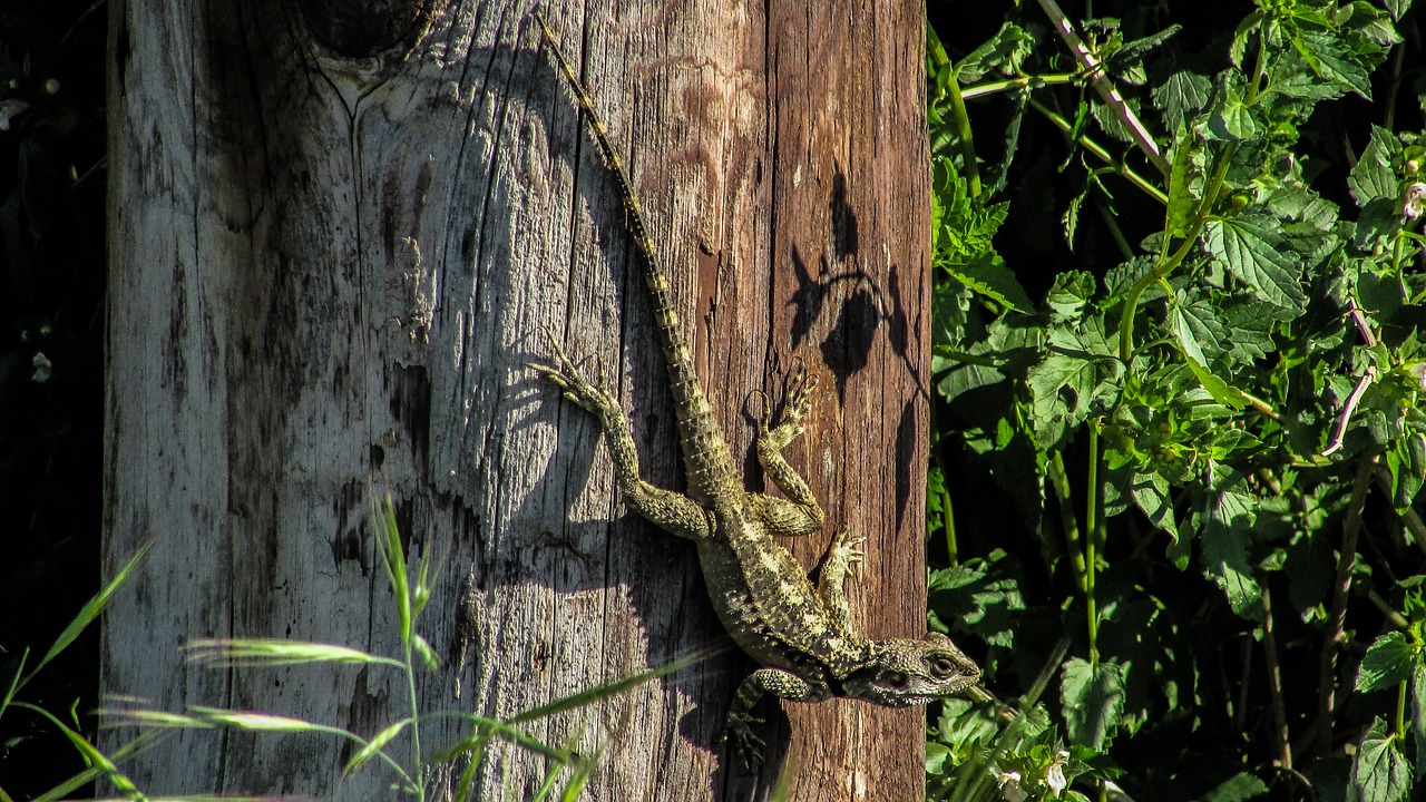 lizard cyprus kurkutas free photo