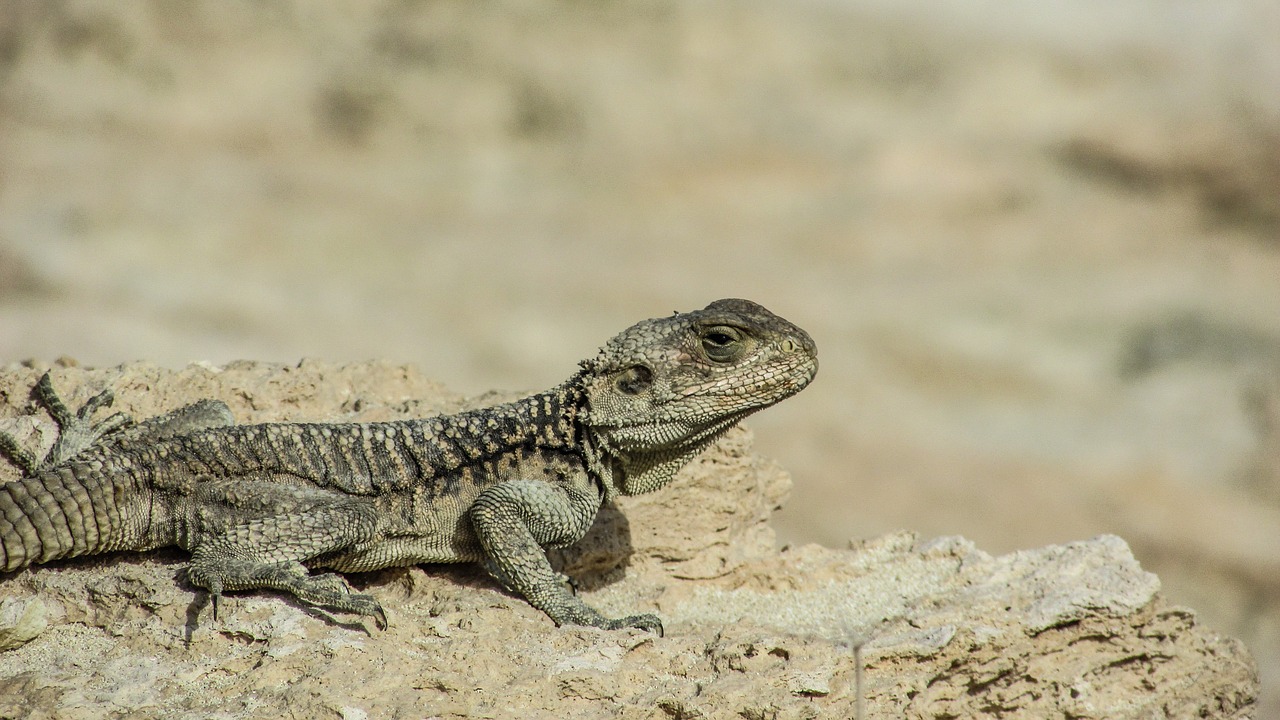 cyprus lizard kurkutas free photo