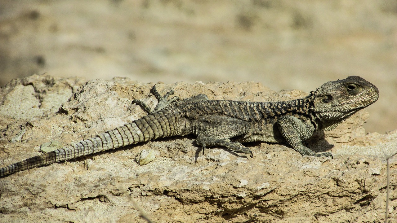 cyprus lizard kurkutas free photo