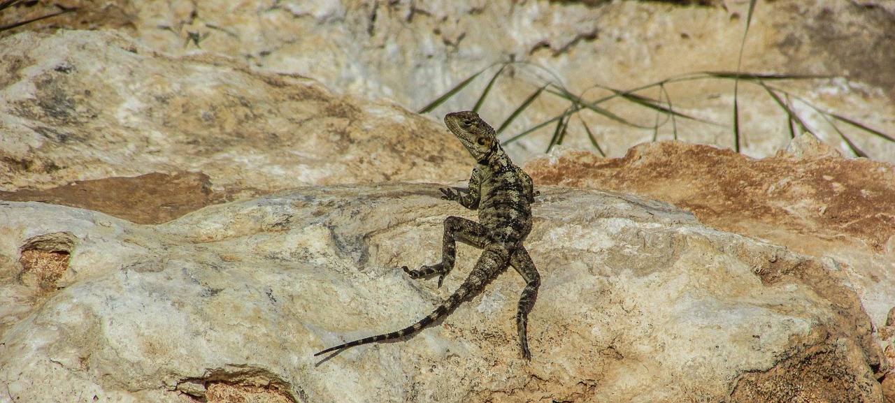 cyprus lizard kurkutas free photo