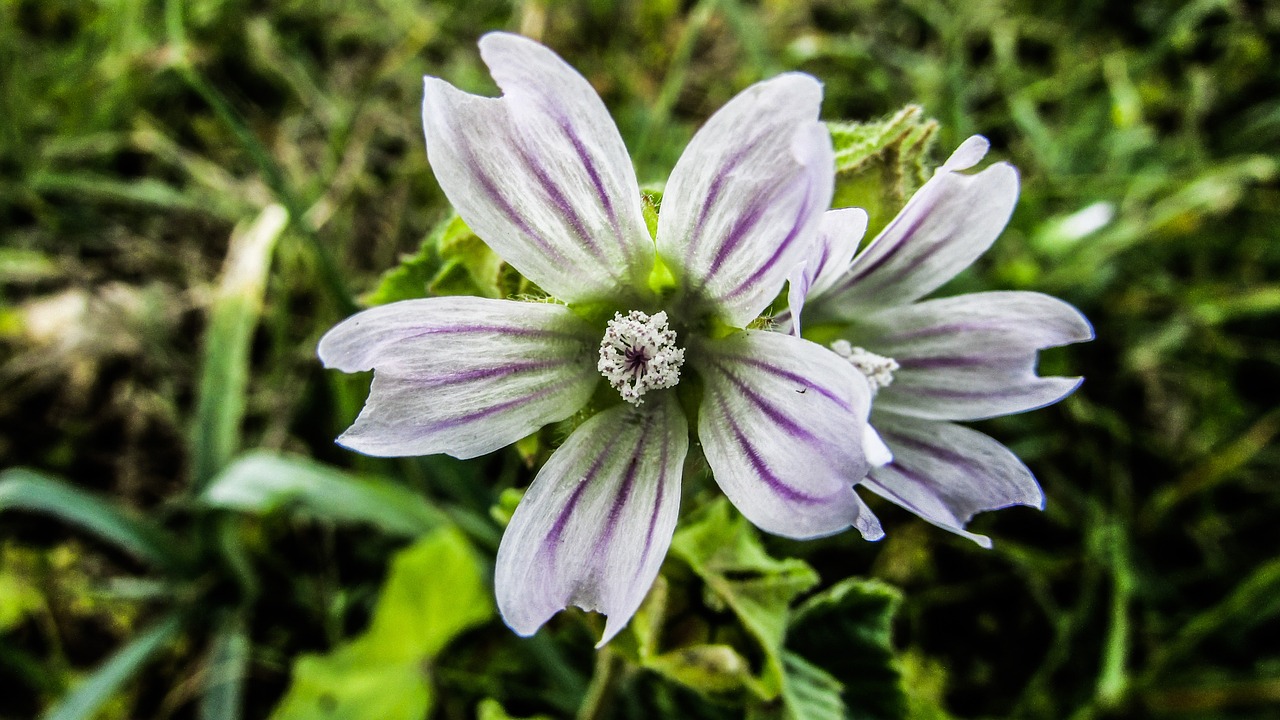 cyprus ayia napa flower free photo