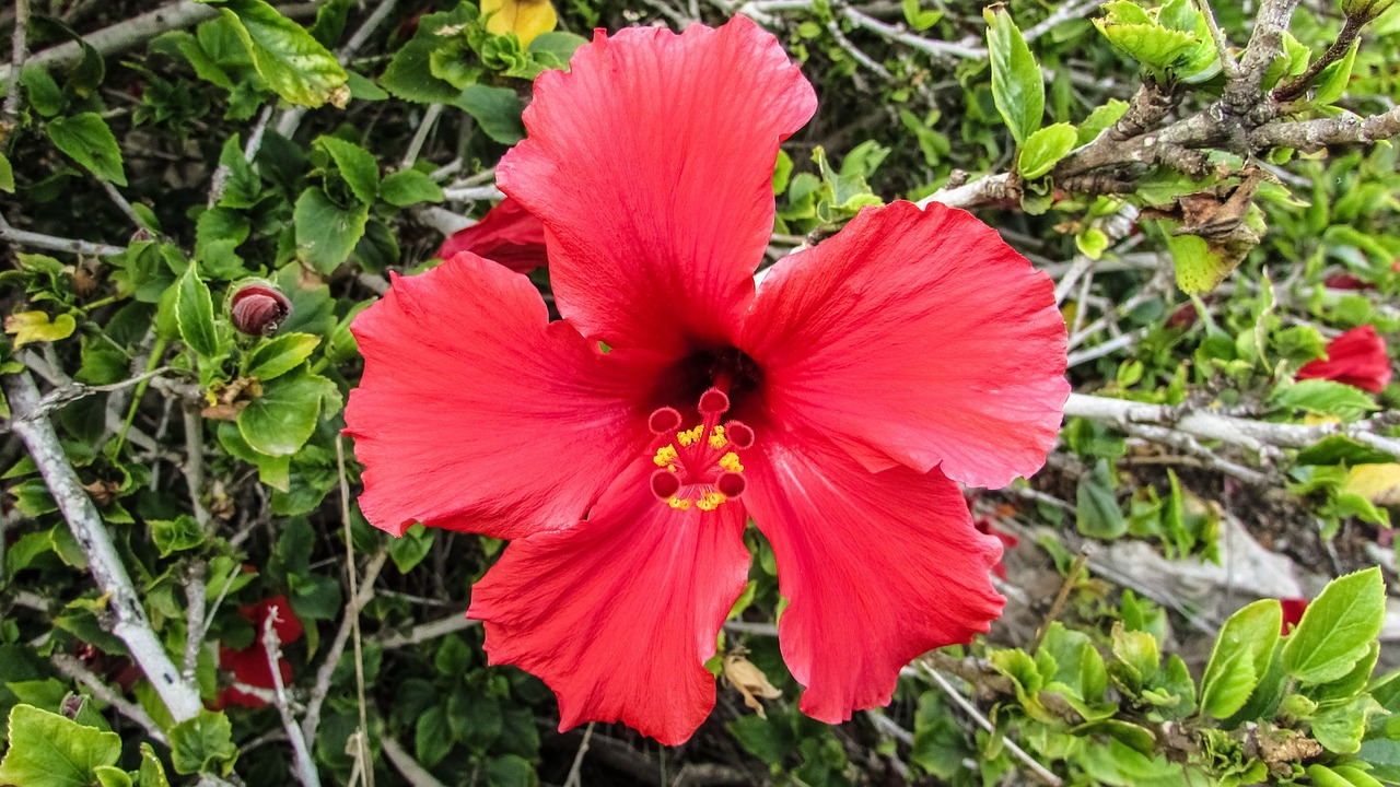 cyprus cavo greko flower free photo