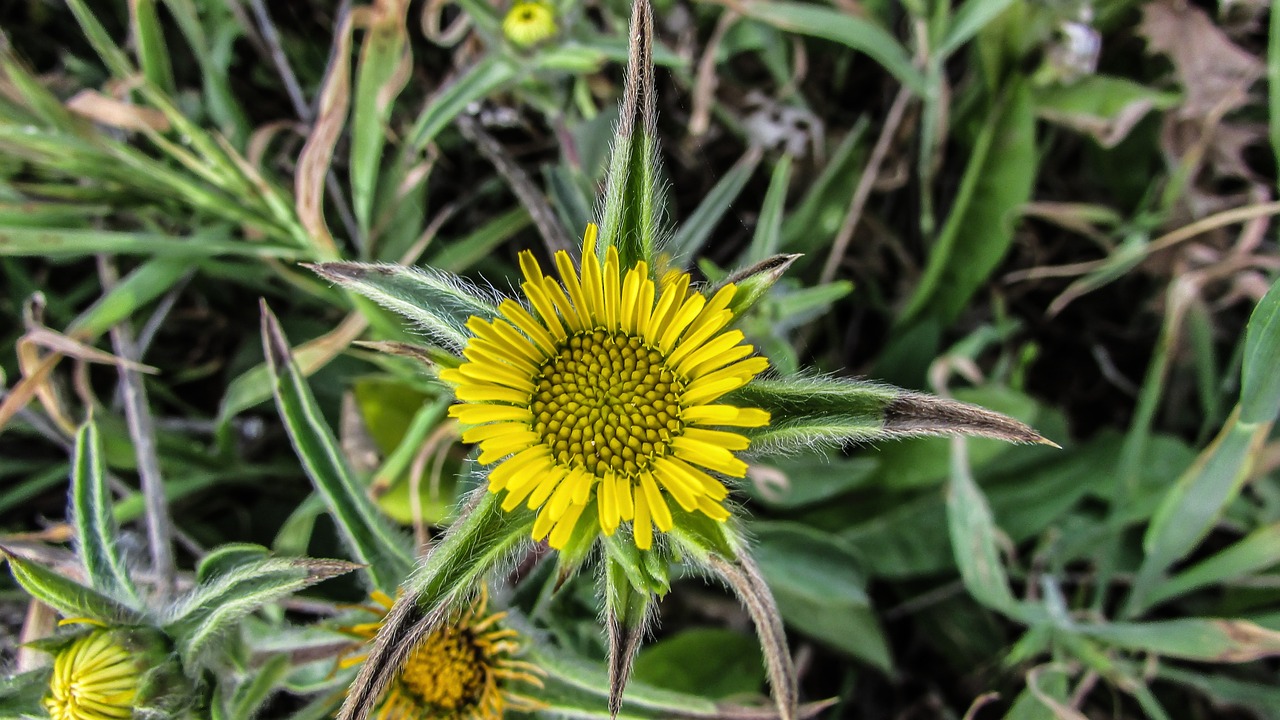 cyprus cavo greko flower free photo