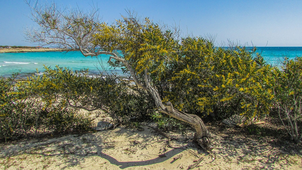 cyprus ayia napa lanta beach free photo