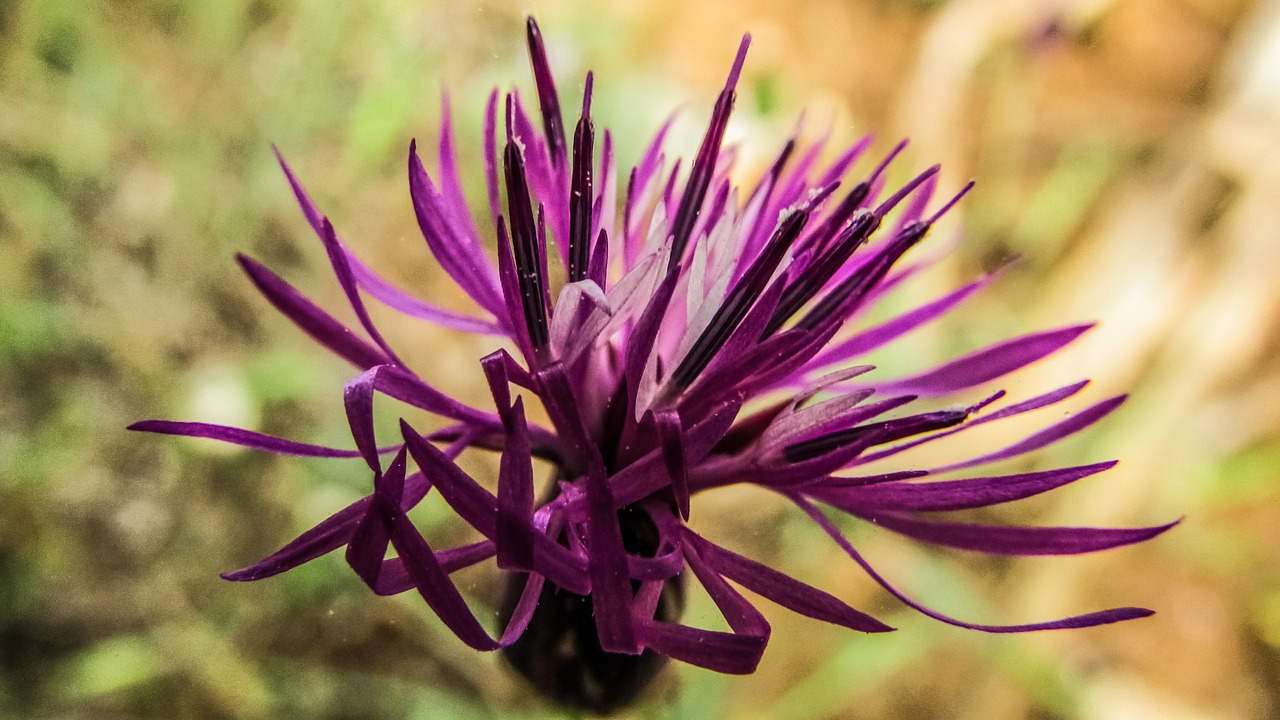 cyprus ayia napa flower free photo