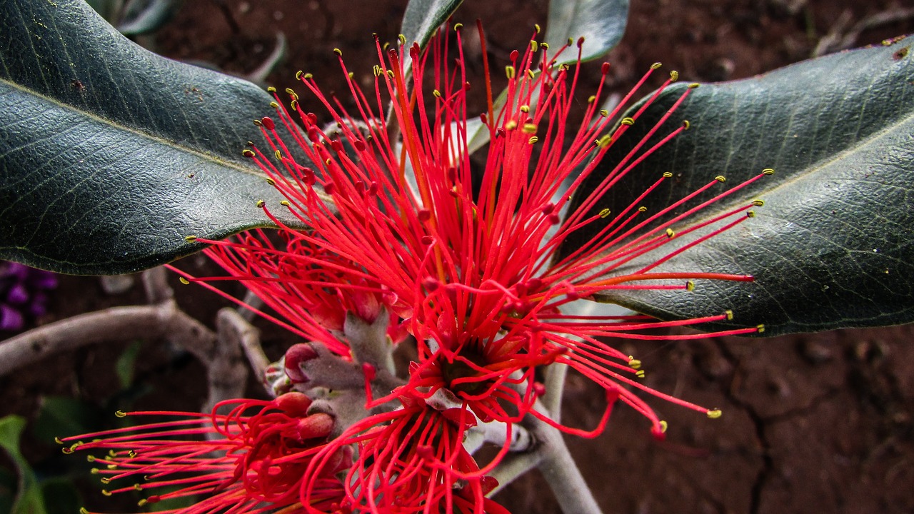 cyprus ayia napa flowers free photo