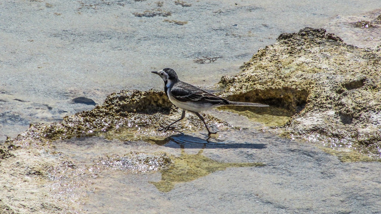 cyprus stint seabird free photo