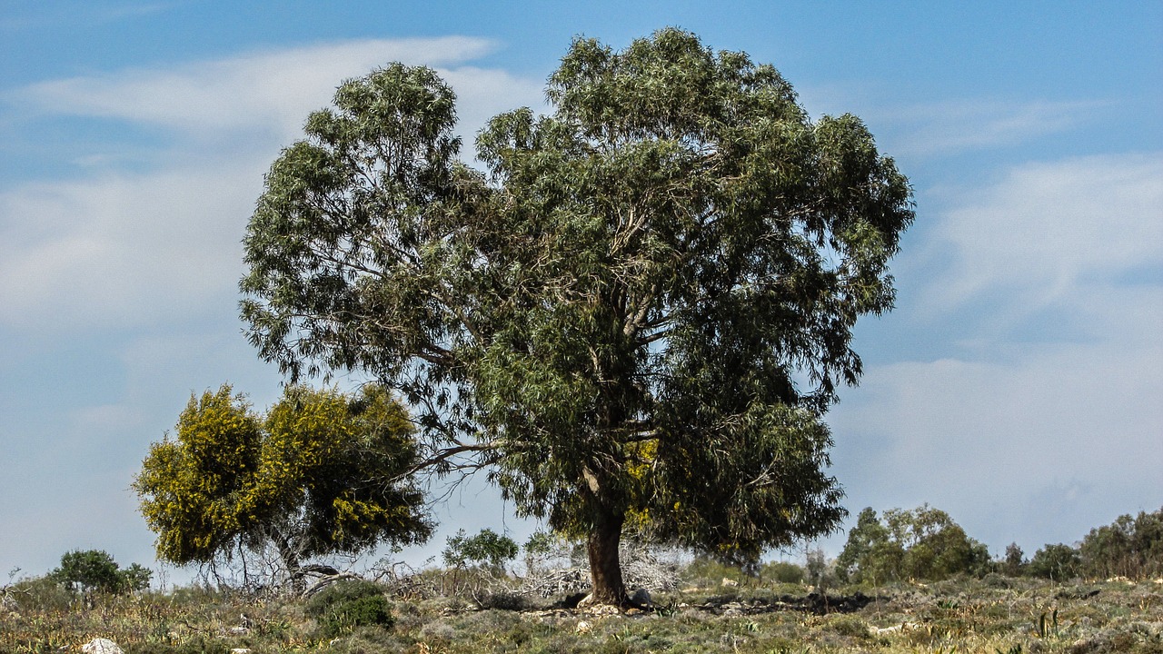 cyprus potamos liopetri tree free photo