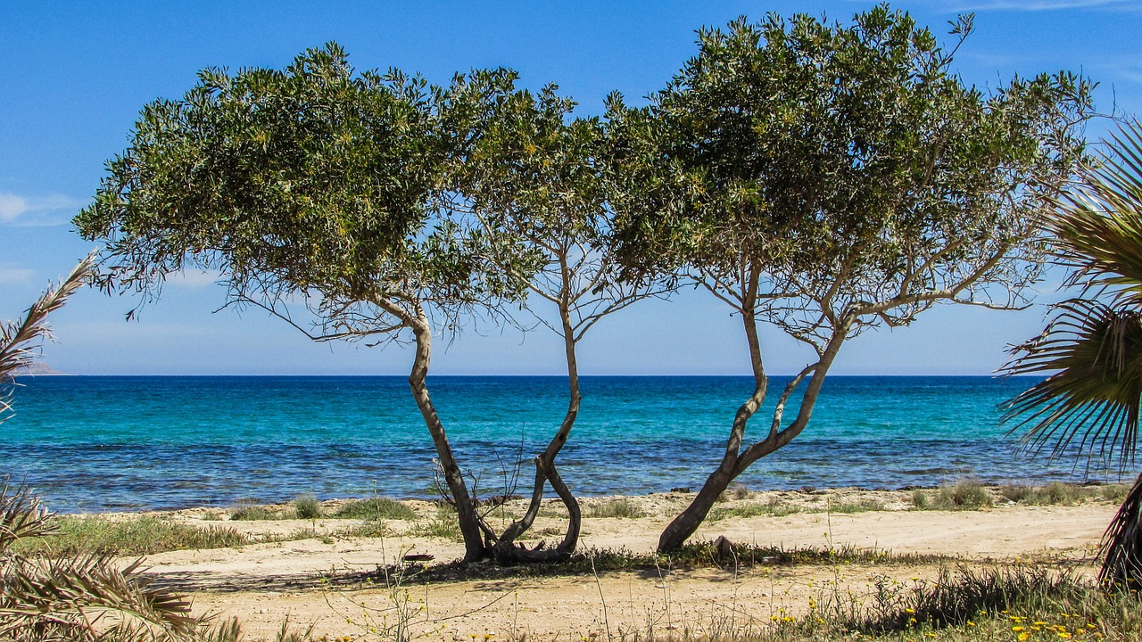 cyprus potamos liopetri tree free photo