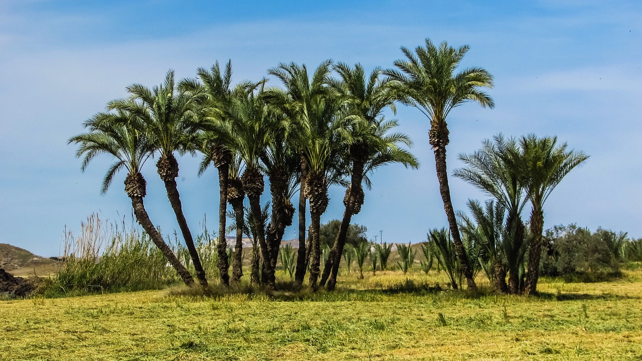 cyprus troulli palms free photo
