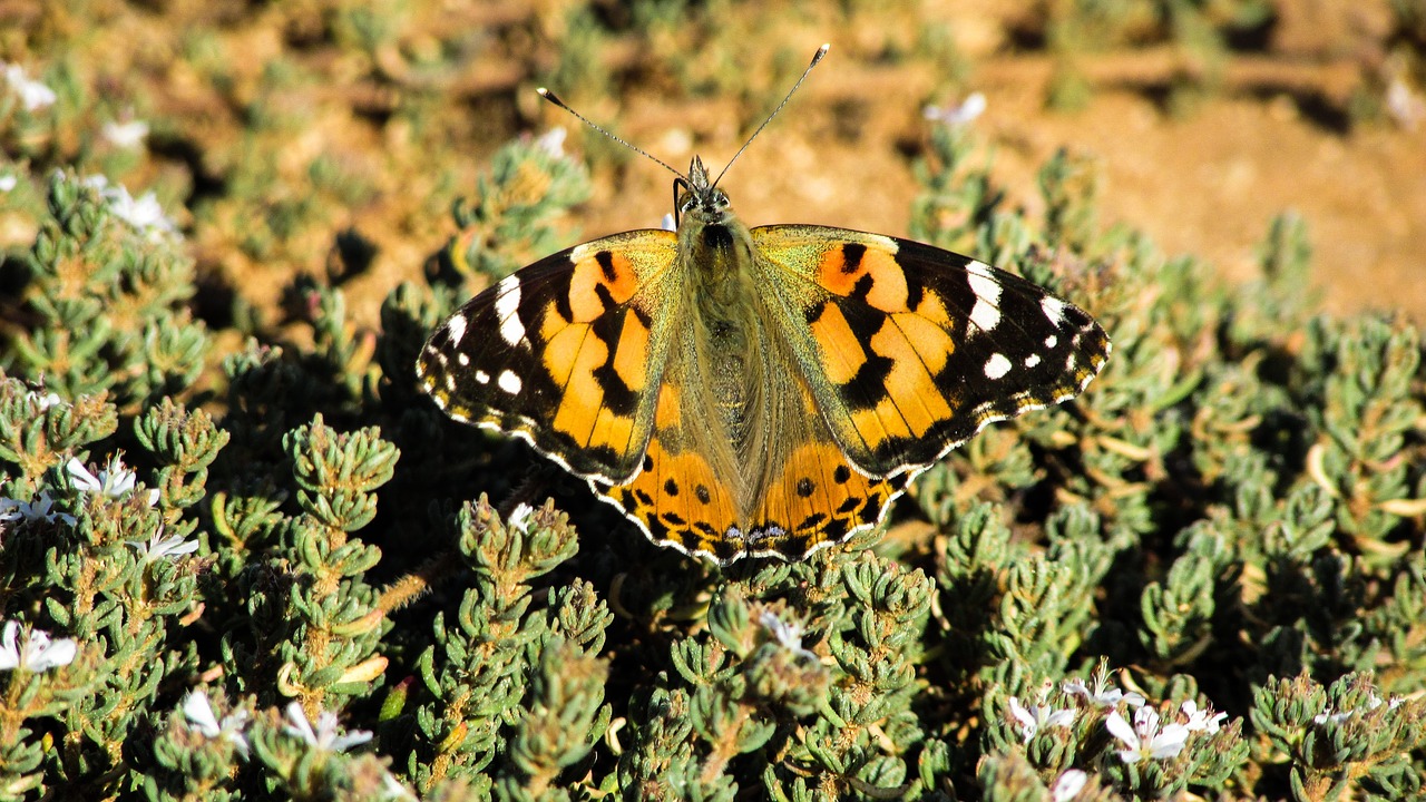 cyprus cavo greko national park free photo