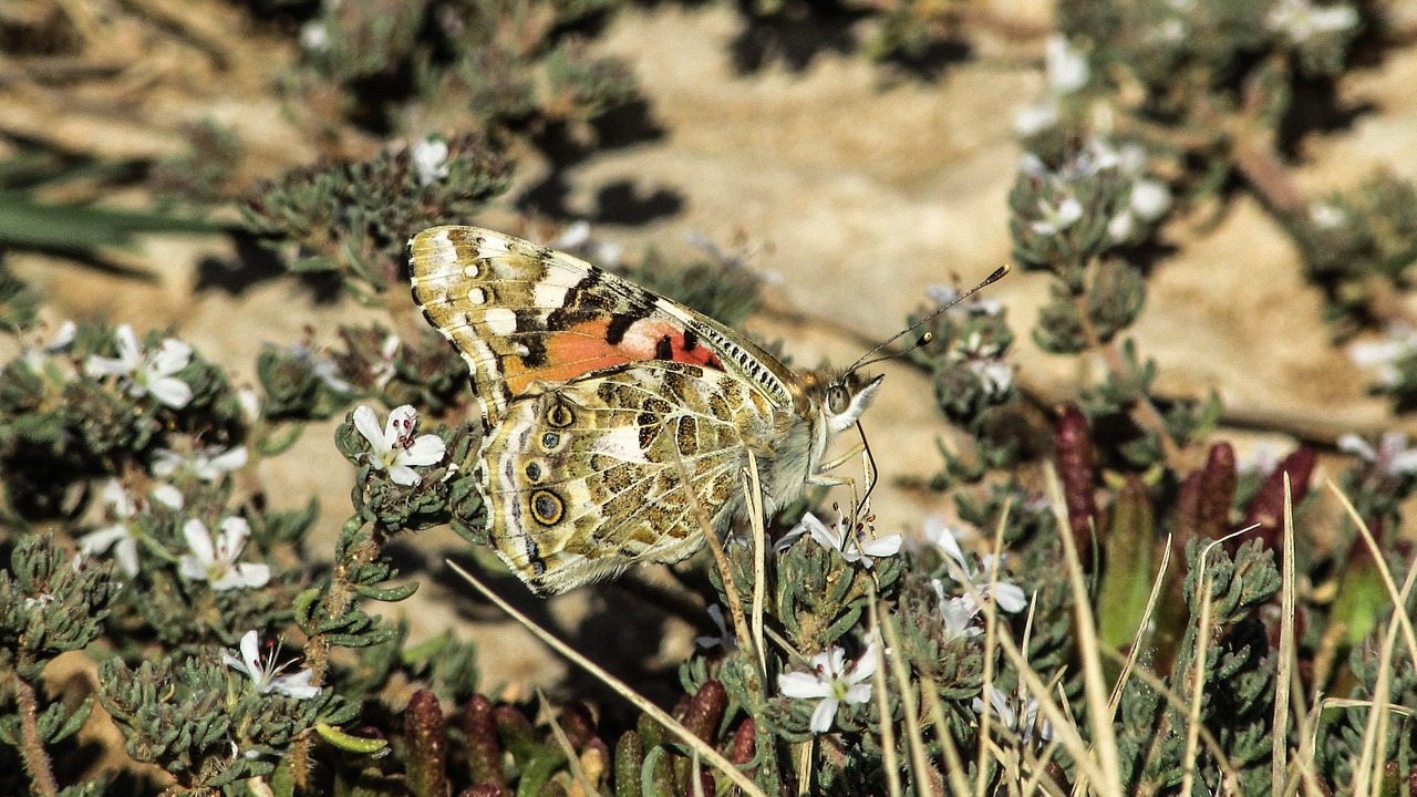 cyprus cavo greko national park free photo