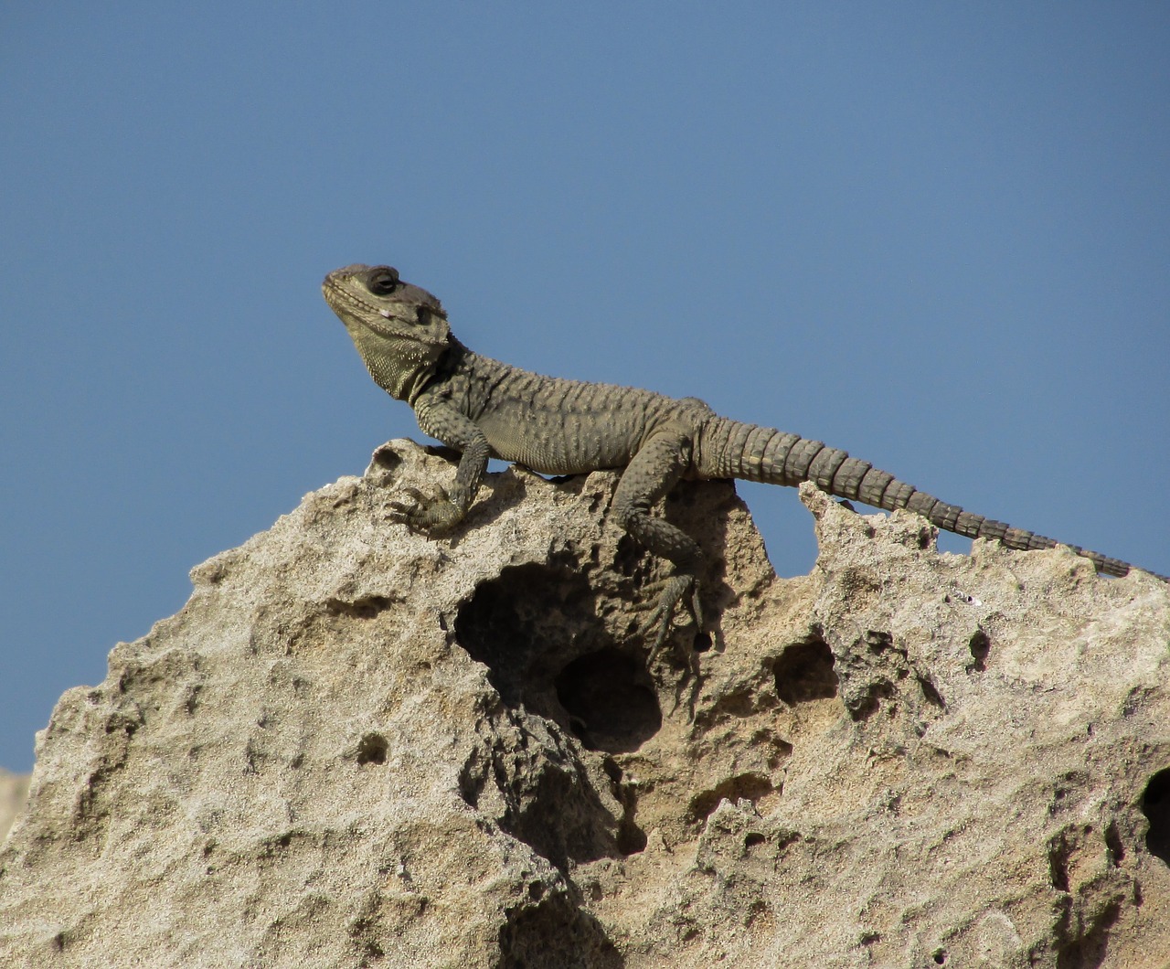 cyprus lizard kurkutas free photo