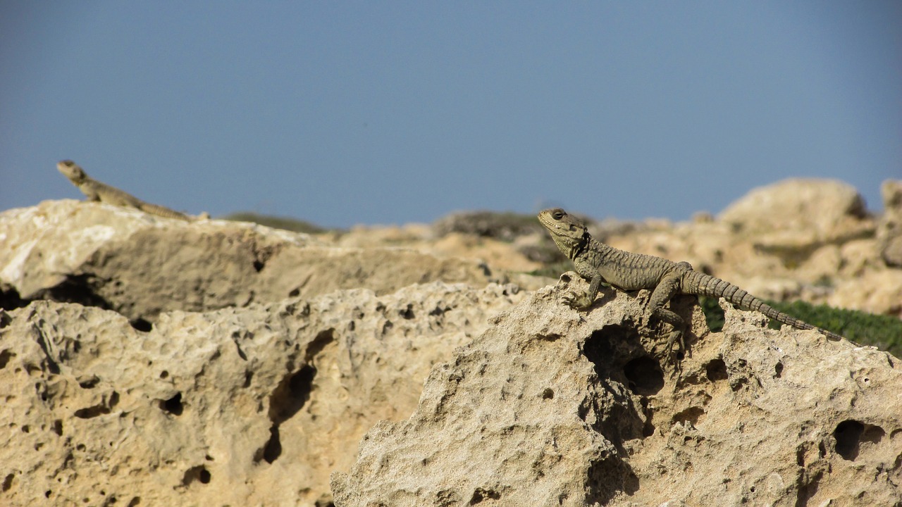 cyprus lizard kurkutas free photo