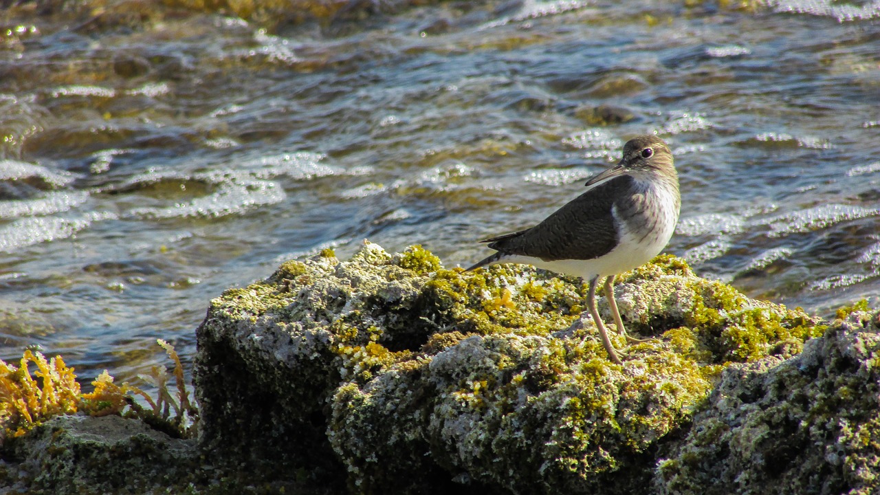 cyprus stint seabird free photo