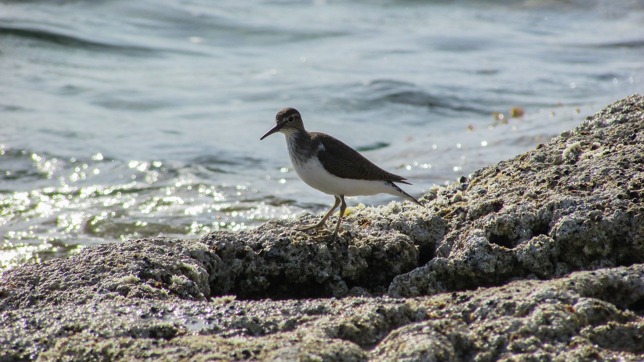 cyprus stint seabird free photo