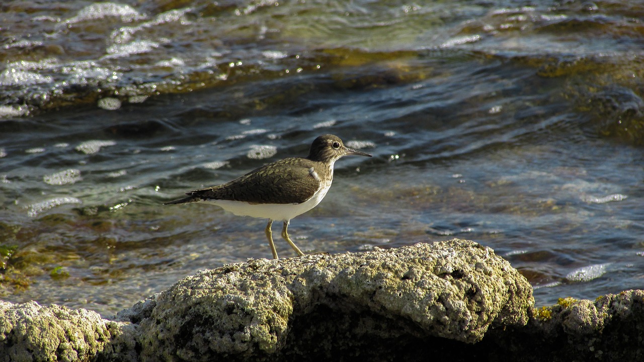 cyprus stint seabird free photo