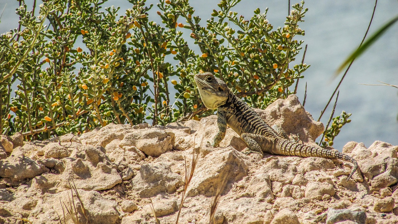 cyprus lizard kurkutas free photo