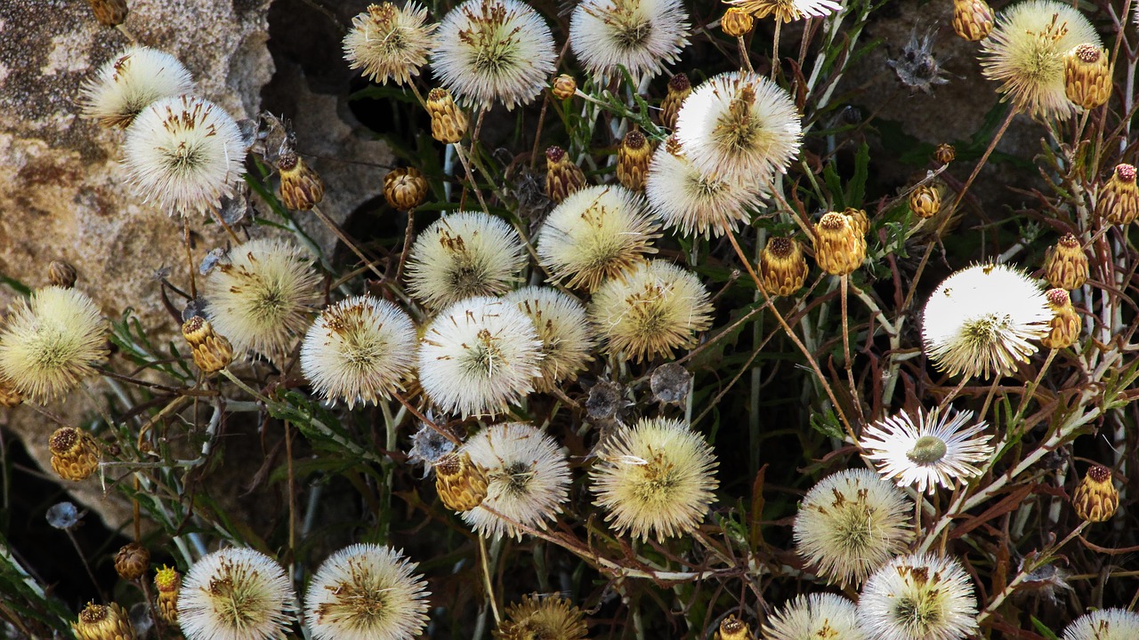 cyprus cavo greko national park free photo