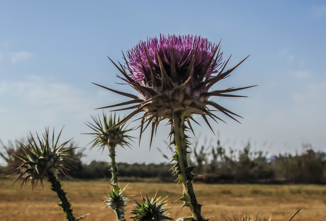 cyprus cavo greko national park free photo