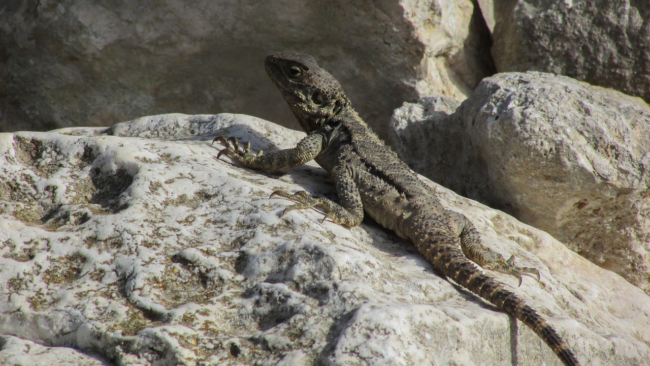 cyprus lizard kurkutas free photo