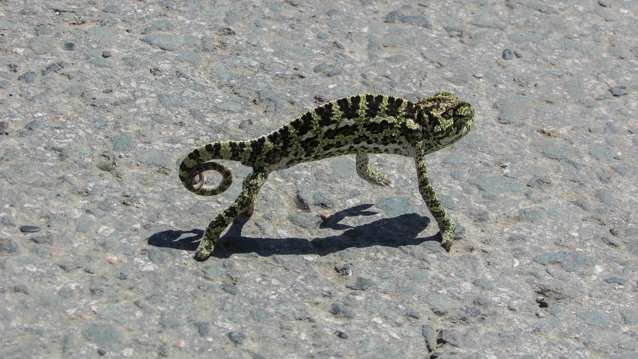 cyprus chameleon animal free photo