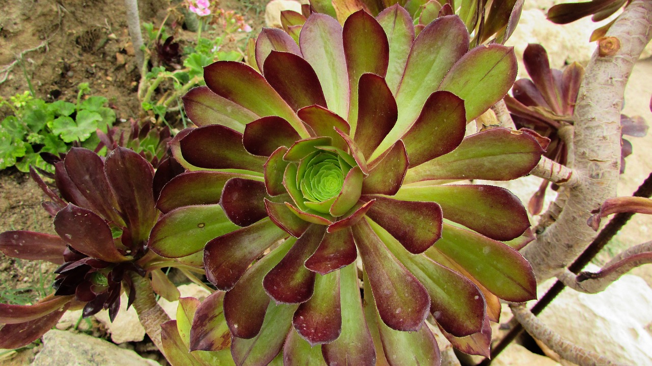 cyprus plant garden free photo