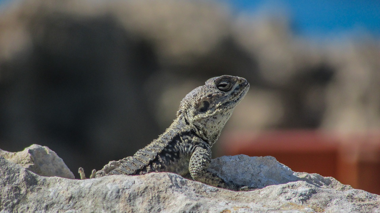 cyprus lizard kurkutas free photo