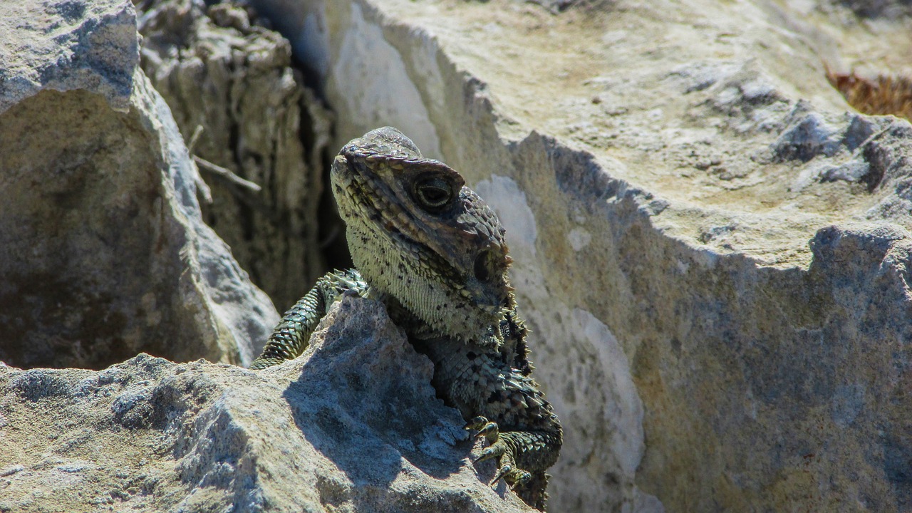 cyprus lizard kurkutas free photo