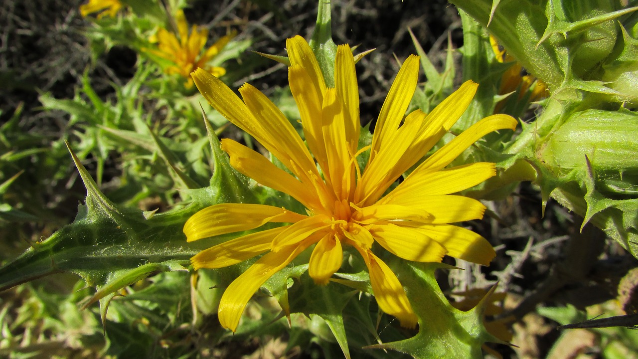 dandelion cyprus protaras free photo